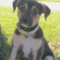 Belle, a female Dachshund and Chihuahua for sale in Saint Louis, MO – 2 of 5