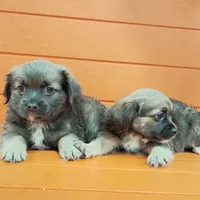 Teddy, a male Shih Tzu and Yorkshire Terrier for sale in Saint Louis, MO – 4 of 4