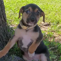 Belle, a female Dachshund and Chihuahua for sale in Saint Louis, MO – 1 of 5