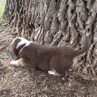 Toad , a male Dachshund and Toy Australian Shepherd for sale in Saint Louis, MO – 2 of 4