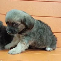 Squishy , a female Shih Tzu and Yorkshire Terrier for sale in Saint Louis, MO – 5 of 5