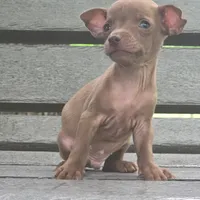 Micro Stewart Little , a male Chihuahua for sale in Saint Louis, MO – 3 of 6