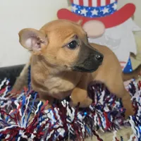 Scooby, a male Chihuahua for sale in Saint Louis, MO – 2 of 2