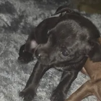 MICRO!! Charkie, a female Chihuahua for sale in Saint Louis, MO – 2 of 2