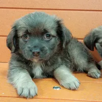 Teddy, a male Shih Tzu and Yorkshire Terrier for sale in Saint Louis, MO – 2 of 4