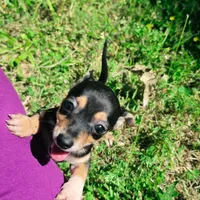 Soriah, a female Chihuahua for sale in Saint Louis, MO – 2 of 4