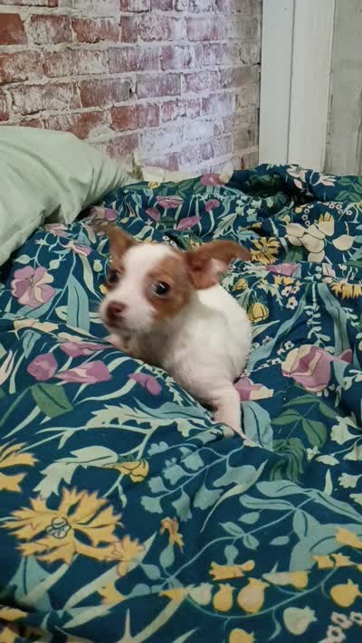 Chicken , a female Chihuahua for sale in Saint Louis, MO – 2 of 2