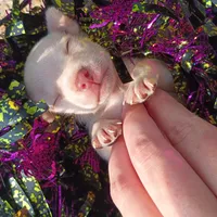 Less than 1lbs "Casper" , a male Chihuahua for sale in Saint Louis, MO – 4 of 6