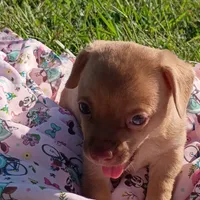 Tiny Baliee, a female Chihuahua for sale in Saint Louis, MO – 2 of 5