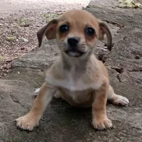 Churro, a male Dachshund and Chihuahua for sale in Saint Louis, MO – 5 of 5