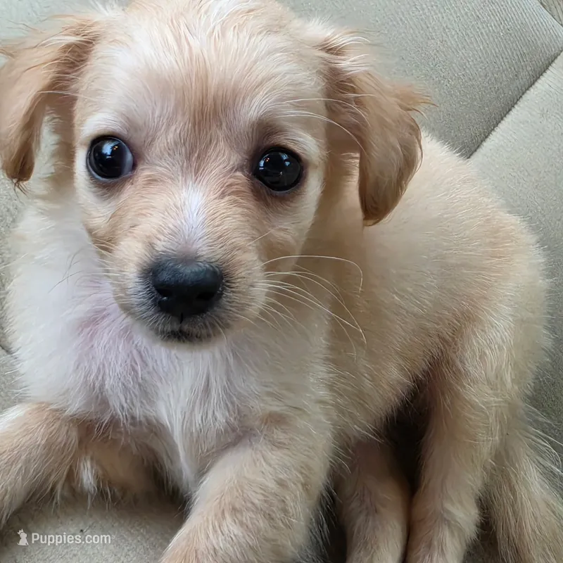 Paco – Chihuahua puppy for sale in Saint Louis, MO