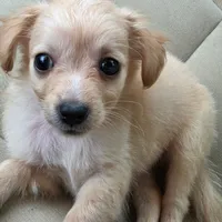 Paco, a male Chihuahua for sale in Saint Louis, MO – 1 of 1