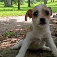 Ezzy, a female Dachshund and Chihuahua for sale in Saint Louis, MO – 4 of 5