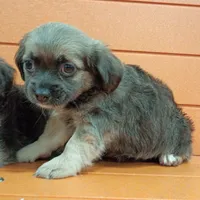 Squishy , a female Shih Tzu and Yorkshire Terrier for sale in Saint Louis, MO – 2 of 5