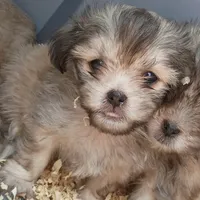 Todd, a male Maltese and Yorkshire Terrier for sale in Saint Louis, MO – 2 of 3
