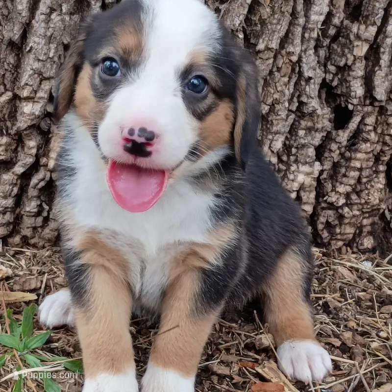 Milly(paw print on nose) – Dachshund, Toy Australian Shepherd puppy for sale in Saint Louis, MO