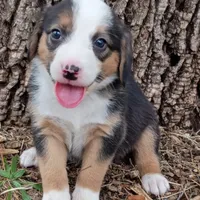 Milly(paw print on nose), a male Dachshund and Toy Australian Shepherd for sale in Saint Louis, MO – 1 of 3