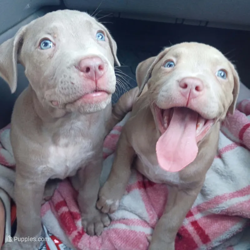 Lila – American Pit Bull Terrier puppy for sale in Saint Louis, MO