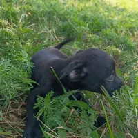 Supea, a female Chihuahua and Miniature Pinscher for sale in Saint Louis, MO – 2 of 4