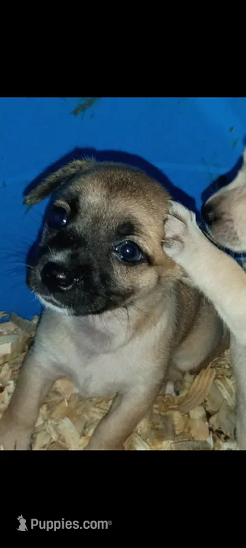 Kallie – Chihuahua puppy for sale in Saint Louis, MO