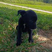 Supea, a female Chihuahua and Miniature Pinscher for sale in Saint Louis, MO – 4 of 4