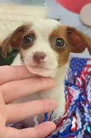 Milie, a female Chihuahua for sale in Saint Louis, MO – 1 of 1