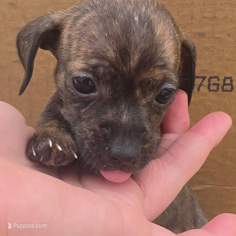 Penny  – Chihuahua, Miniature Dachshund puppy for sale in Saint Louis, MO