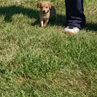 Sailor, a female Dachshund and Cocker Spaniel for sale in Saint Louis, MO – 3 of 4