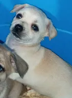Sasha, a female Chihuahua for sale in Saint Louis, MO – 2 of 2