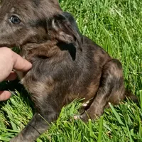 Blue Merle 💙 Tinkerbell, a female Dachshund and Cocker Spaniel for sale in Saint Louis, MO – 2 of 6