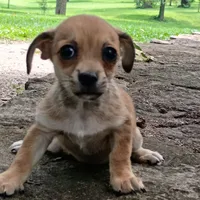 Churro, a male Dachshund and Chihuahua for sale in Saint Louis, MO – 4 of 5