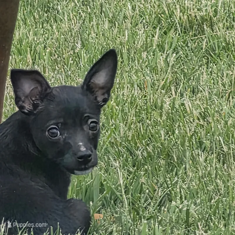 Sparky – Chihuahua puppy for sale in Saint Louis, MO