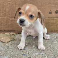 Orion, a male Chihuahua and Miniature Dachshund for sale in Saint Louis, MO – 1 of 1