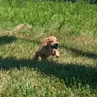 Sailor, a female Dachshund and Cocker Spaniel for sale in Saint Louis, MO – 4 of 4