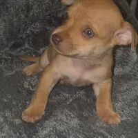Cinnabon, a male Chihuahua for sale in Saint Louis, MO – 3 of 3