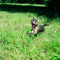 Banjo, a male Chihuahua for sale in Saint Louis, MO – 2 of 3