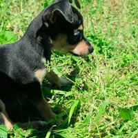 Soriah, a female Chihuahua for sale in Saint Louis, MO – 4 of 4