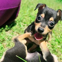 Banjo, a male Chihuahua for sale in Saint Louis, MO – 1 of 3