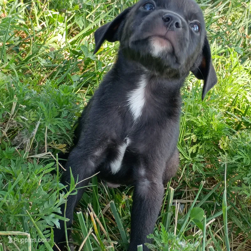 Theodore  – Chihuahua, Miniature Pinscher puppy for sale in Saint Louis, MO