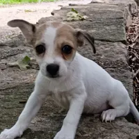 Perry, a male Dachshund and Chihuahua for sale in Saint Louis, MO – 2 of 4