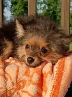 Wolfy , a male Pomeranian for sale in Saint Louis, MO – 4 of 4