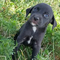 Theodore , a male Chihuahua and Miniature Pinscher for sale in Saint Louis, MO – 4 of 4