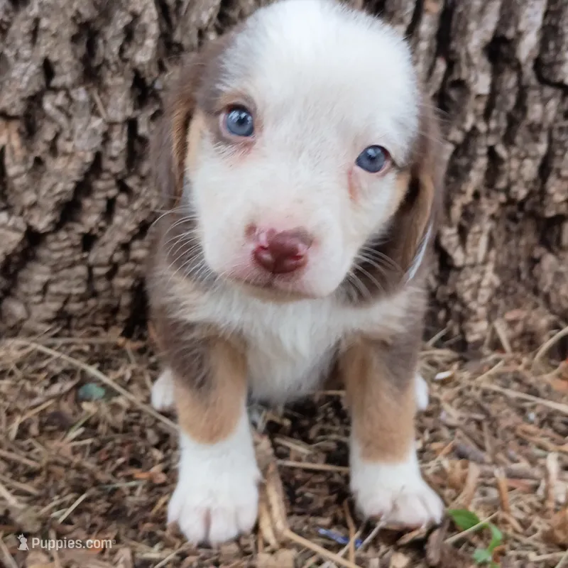 Toad  – Dachshund, Toy Australian Shepherd puppy for sale in Saint Louis, MO