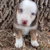 Toad , a male Dachshund and Toy Australian Shepherd for sale in Saint Louis, MO – 1 of 4