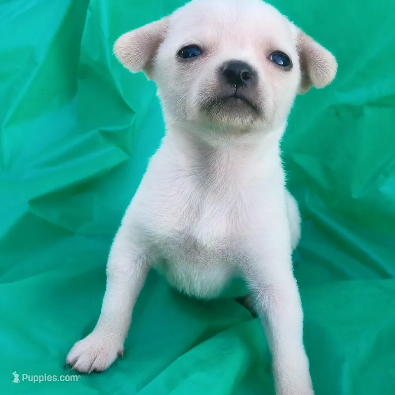 Tcup Micro Daisy!  – Chihuahua puppy for sale in Saint Louis, MO