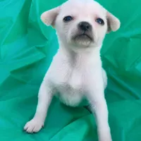 Tcup Micro Daisy! , a female Chihuahua for sale in Saint Louis, MO – 1 of 2