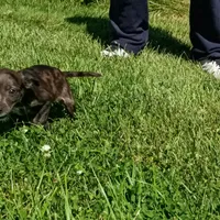 Blue Merle 💙 Tinkerbell, a female Dachshund and Cocker Spaniel for sale in Saint Louis, MO – 6 of 6