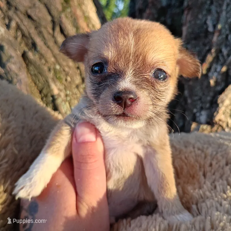 RUNT!!  – Chihuahua puppy for sale in Saint Louis, MO