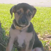 Belle, a female Dachshund and Chihuahua for sale in Saint Louis, MO – 3 of 5