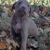 Lila, a female American Pit Bull Terrier for sale in Saint Louis, MO – 4 of 4